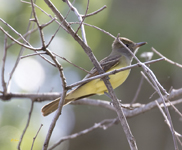 Great Crested Flycatcher 1217